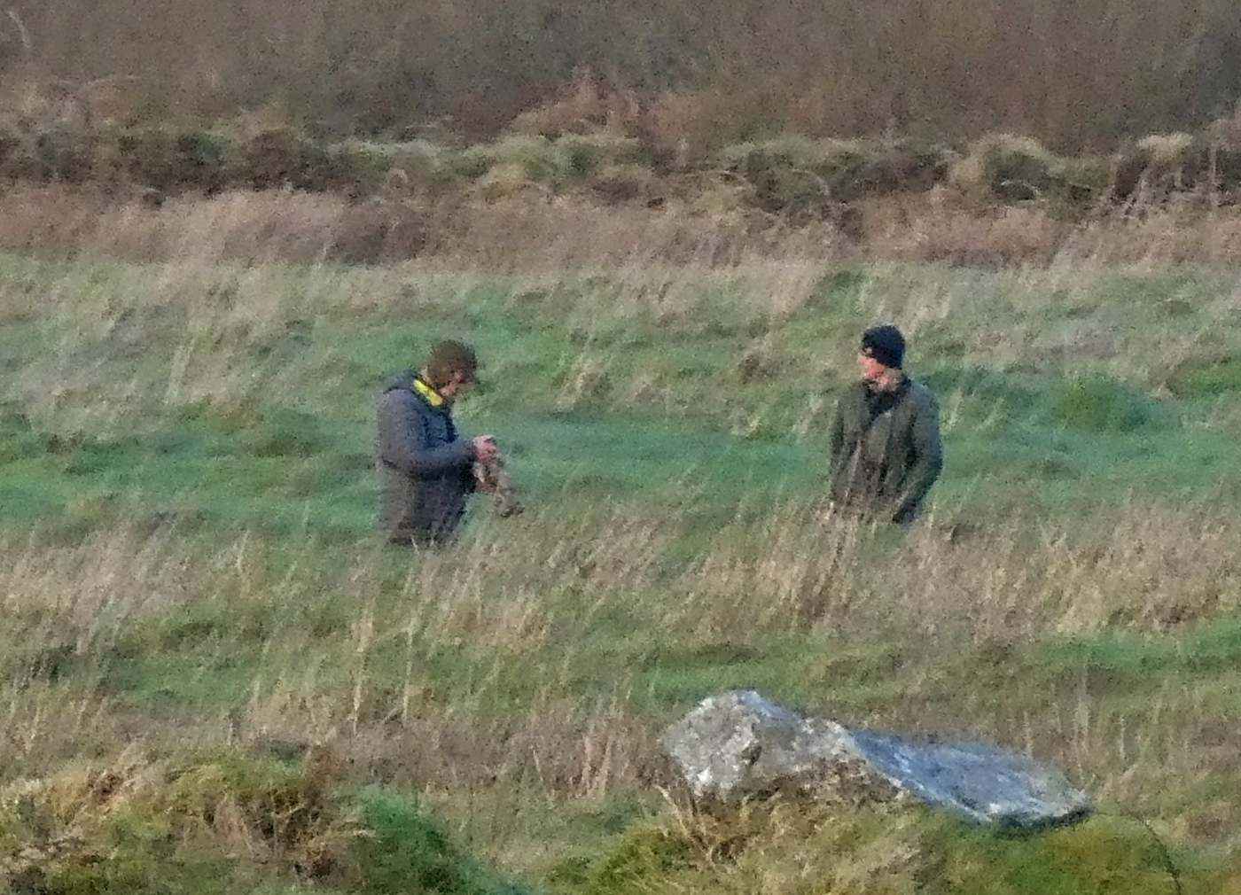 Advice on Wintering Short-eared Owls in Cornwall