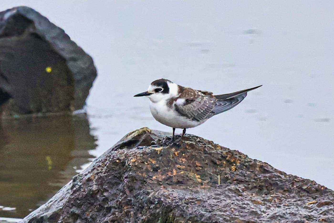 Maer Lake New Hide Application Needs Your Support!