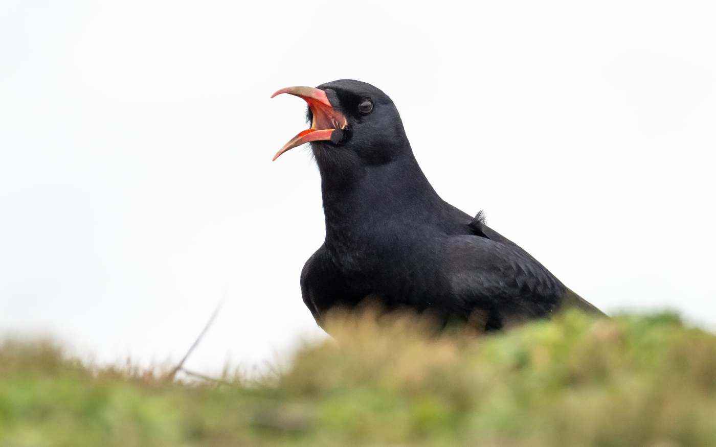 Twenty-five years on and Choughs continue to go from strength to strength in Cornwall.