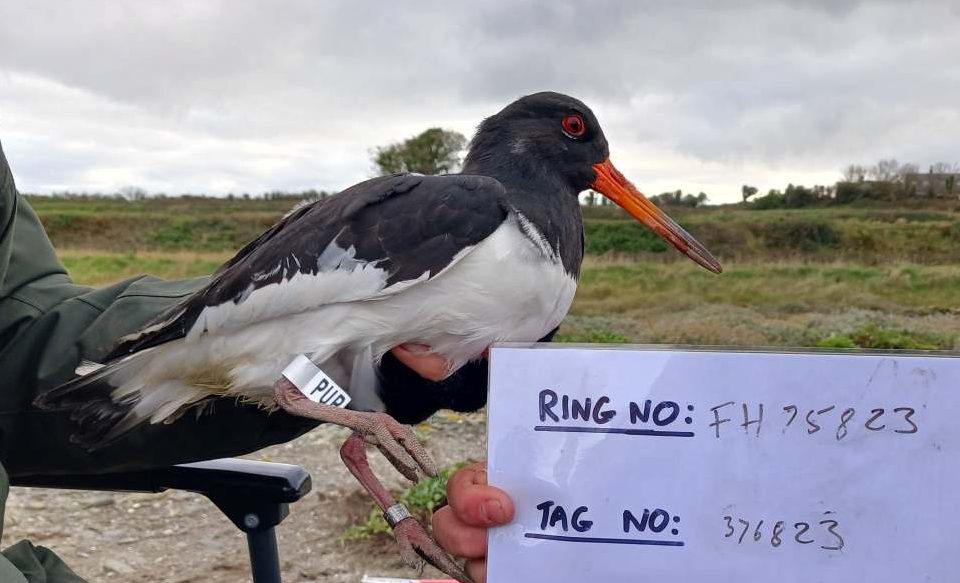 Irish-ringed Oystercatcher ‘PUP’ wintering on the Camel